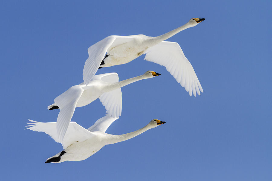 Whooper swans flying in blue sky Photograph by Jeremy Woodhouse