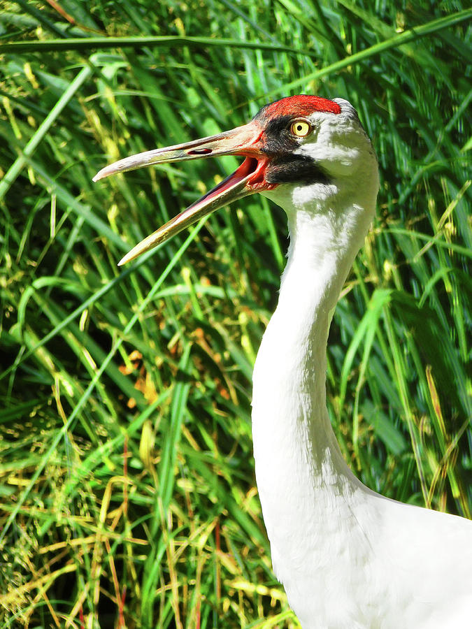 Whooping Crane Beauty Talking Photograph by Emmy Marie Vickers