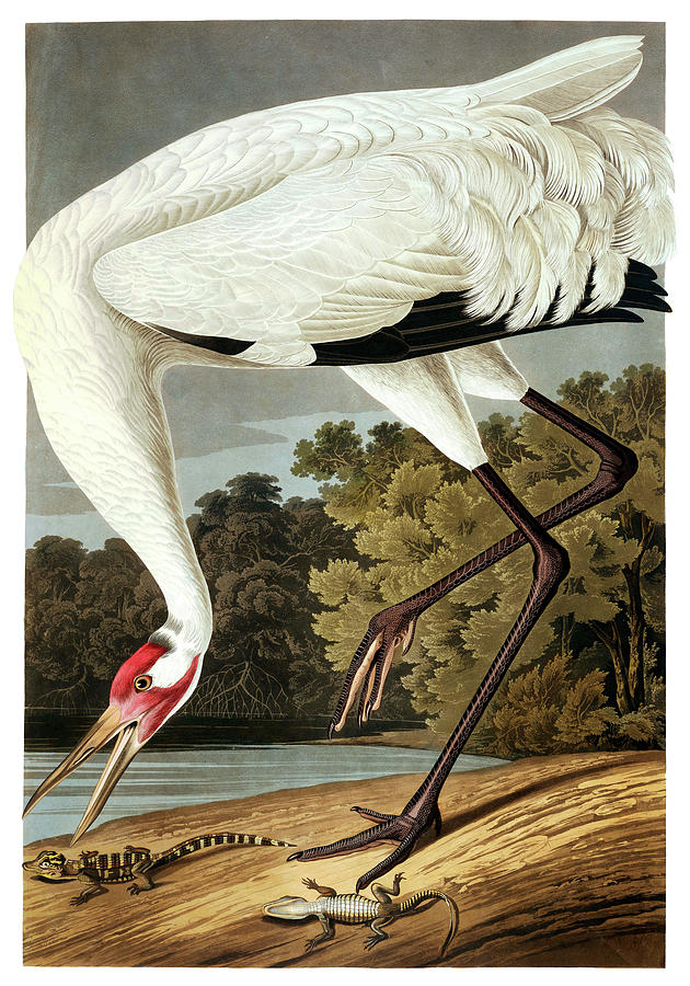 John James Audubon Painting - Whooping Crane, Birds of America by John James Audubon