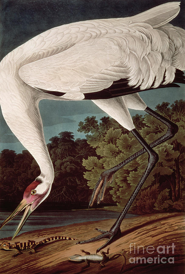 John James Audubon Painting - Whooping Crane, from Birds of America by John James Audubon by John James Audubon