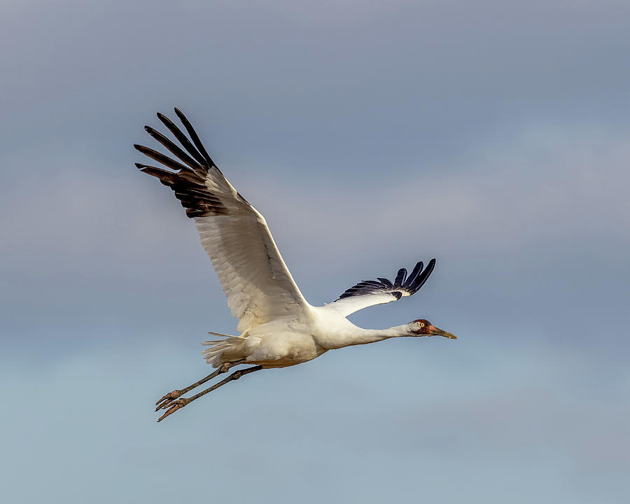 Whooping Crane in Flight Photograph by Brent Doolittle - Fine Art America