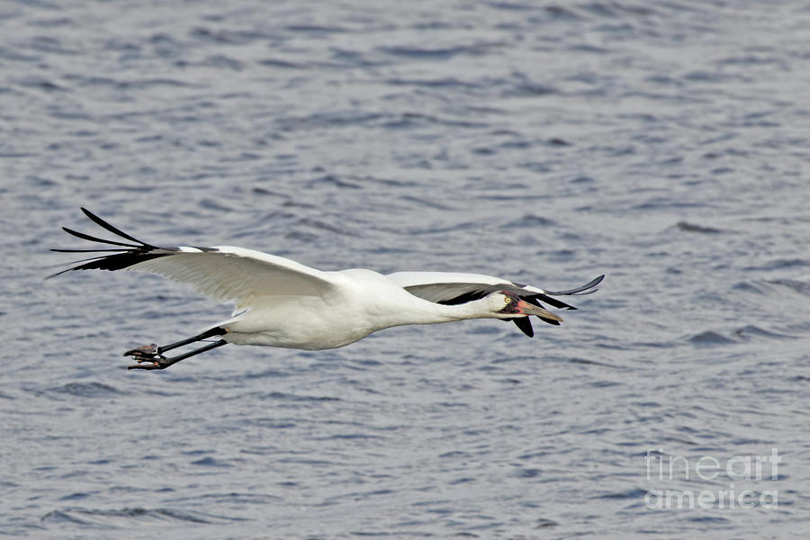 Whooping Crane in Flight over Necedah National Wildlife Refuge Photograph by Natural Focal Point Photography