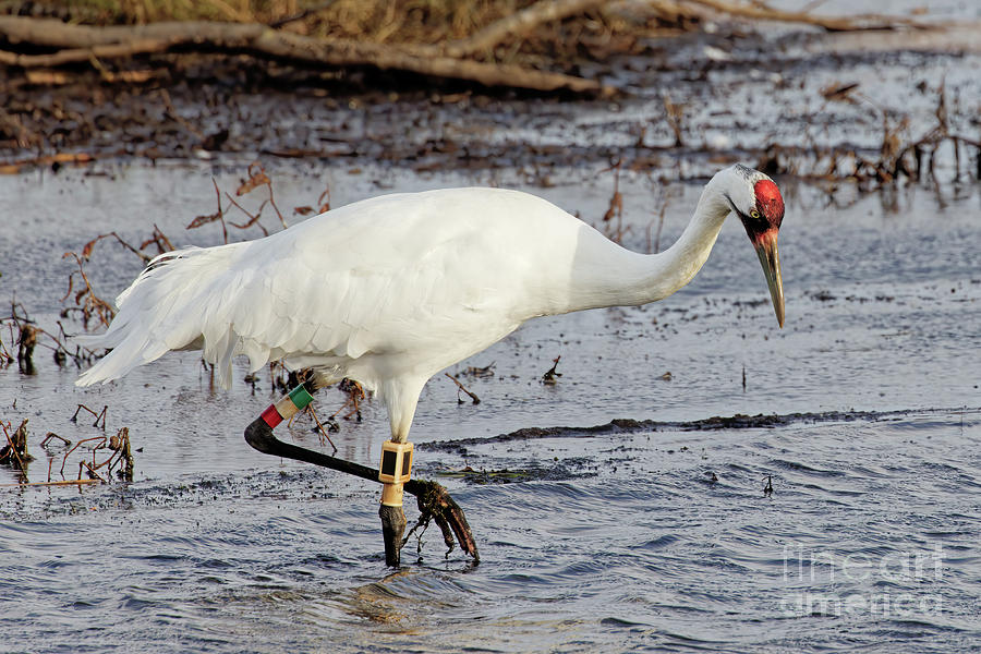 Whooping Crane in Necedah  Photograph by Natural Focal Point Photography
