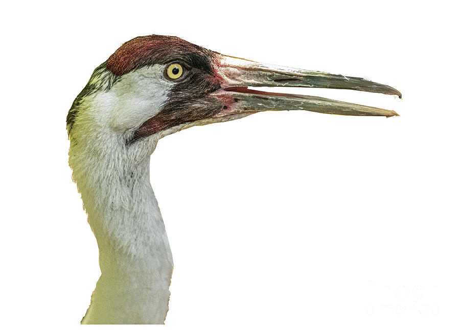 Whooping Crane Profile Photograph by Daniel Hebard