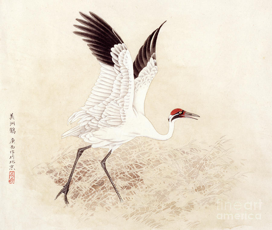 Whooping Crane Painting by Zhan Gengxi