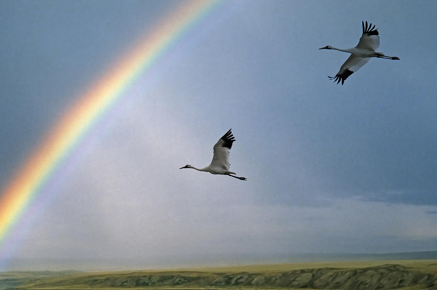Whooping Cranes flying & rainbow Photograph by Mark Newman