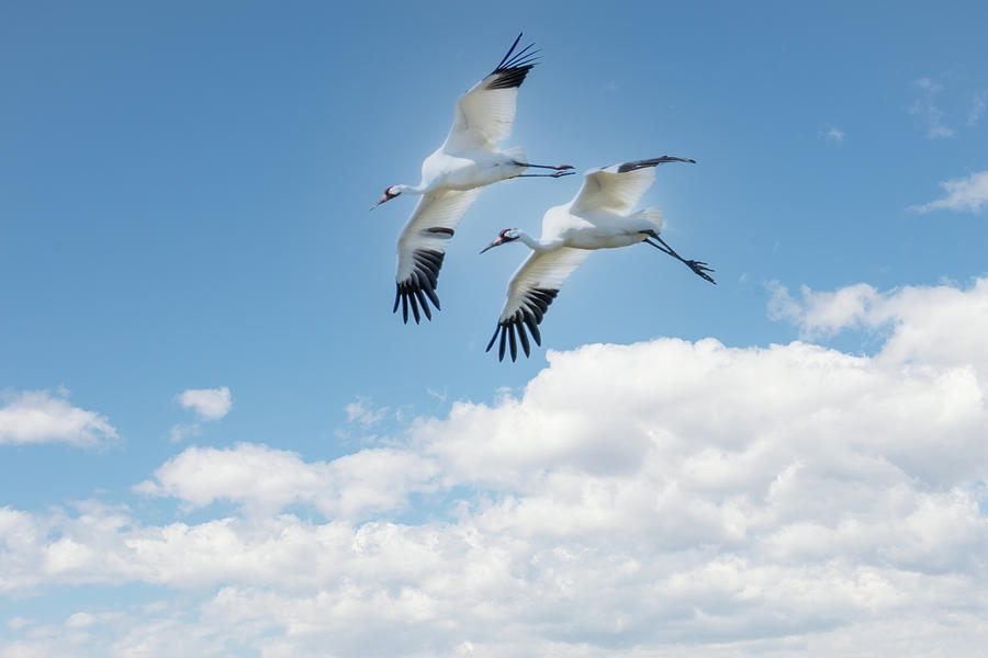 Whooping Cranes In Flight Photograph by Debra Martz