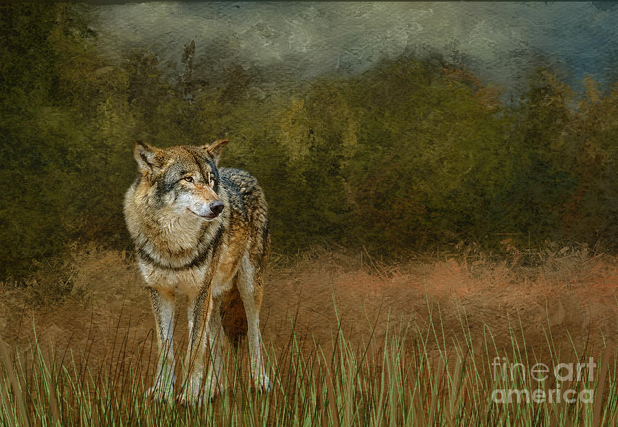 Whos Afraid of the Big Bad Wolf? Digital Art by Judi Bagwell