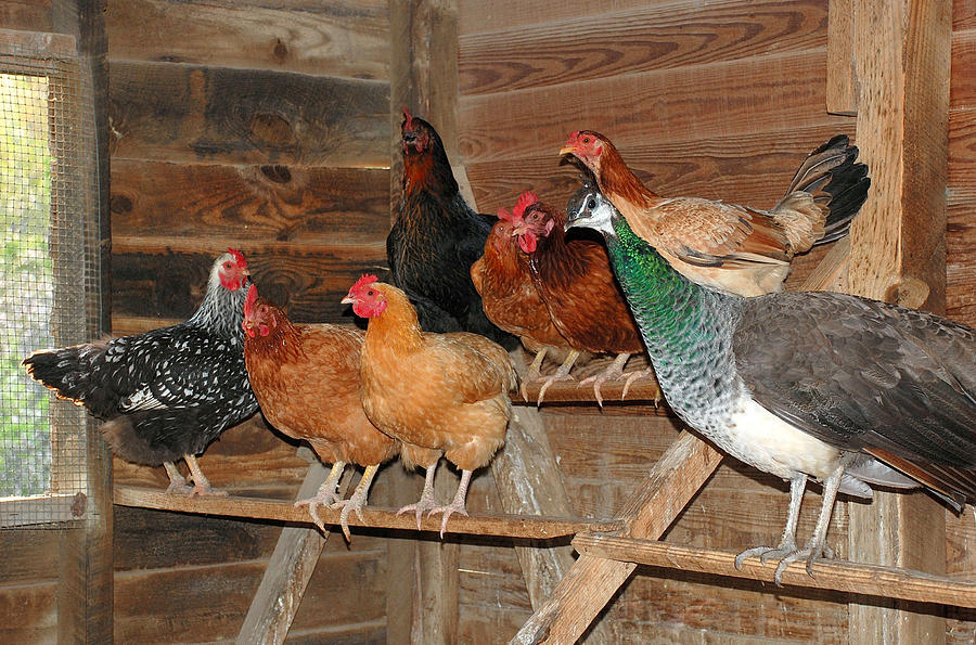 Whos in the Hen House? Photograph by Dianne Sherrill