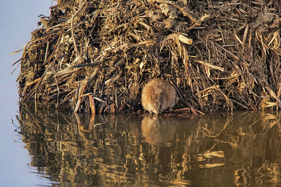 Whos That? - Muskrat  and Reflection Photograph by Nikolyn McDonald