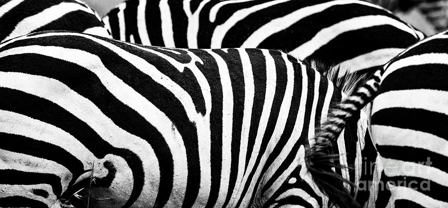 Wildlife Photograph - Whose Who - Kenya by Sandra Bronstein