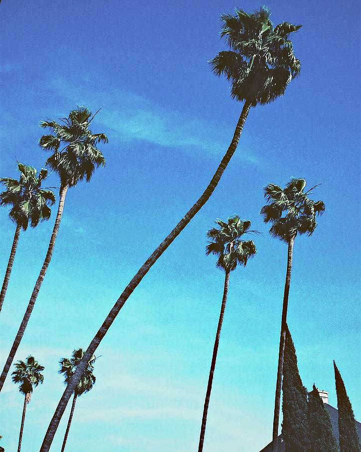 Whoville Palms Photograph by Nicole Pedra