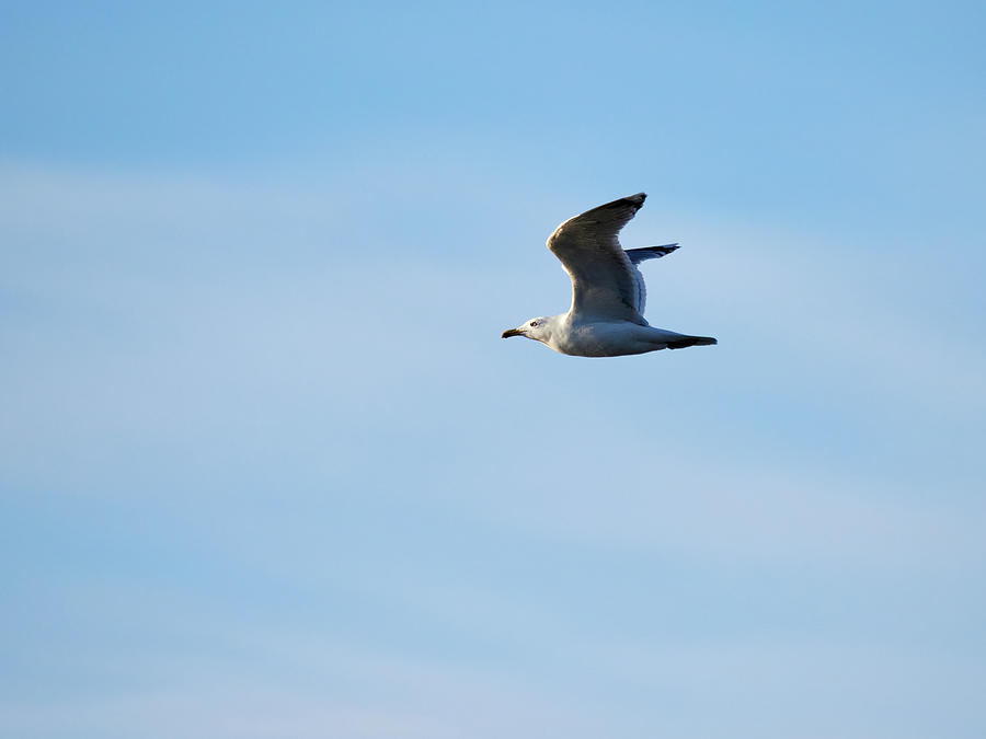 When the sky is blue. European herring gull Photograph by Jouko Lehto