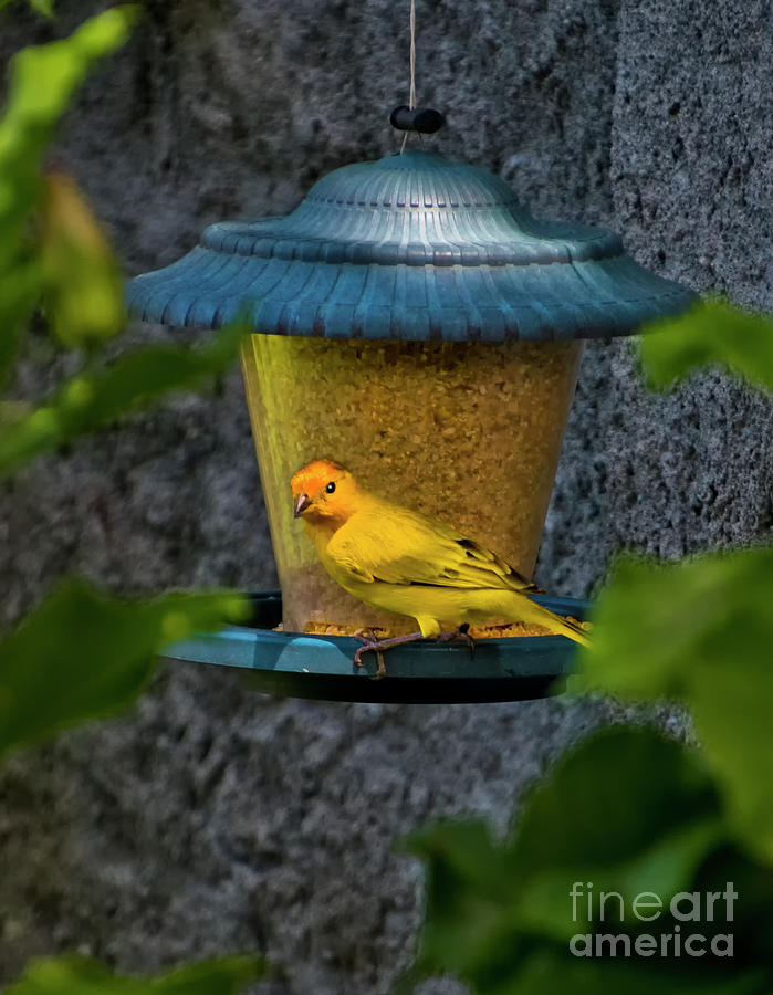 Why Are Male Saffron Finches So Pretty? IV Photograph by Al Bourassa