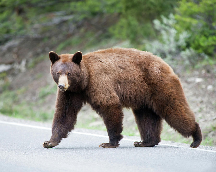 Why Did The Bear Cross The Road Photograph by CR Courson