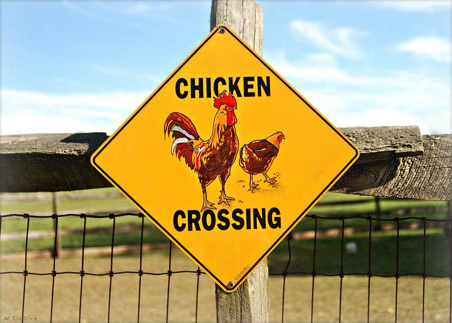 Why Did The Chicken Cross The Road Photograph By Marilyn Deblock