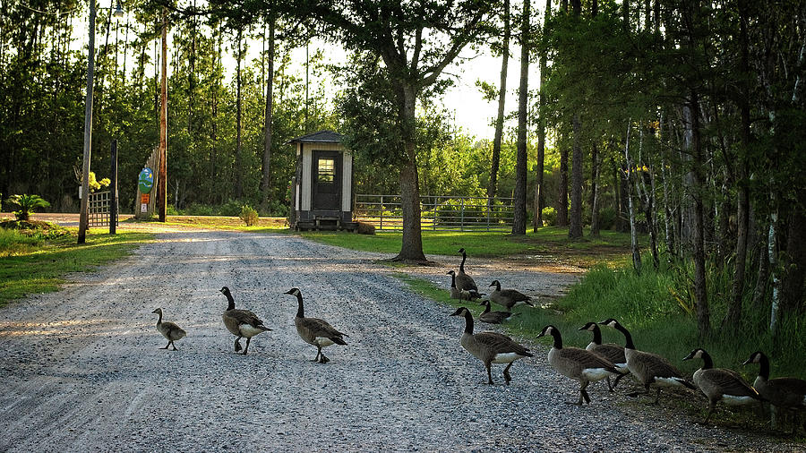 Why Did the Geese Cross the Road Photograph by George Taylor