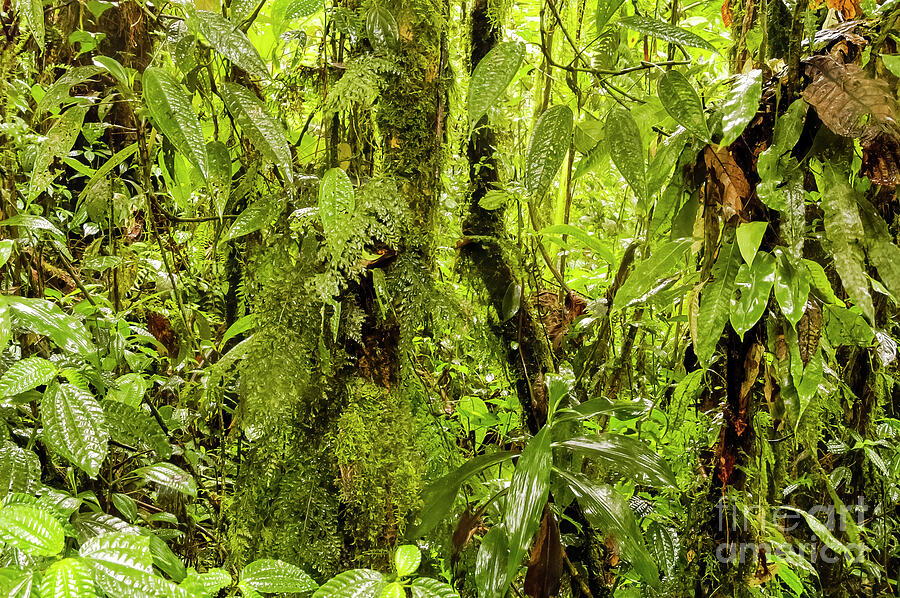 Why it is called the Rainforest  Photograph by Bob Phillips