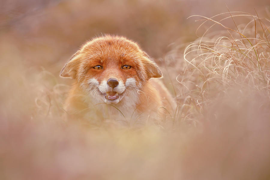 Fox Photograph - Why So Serious - Funny Fox by Roeselien Raimond