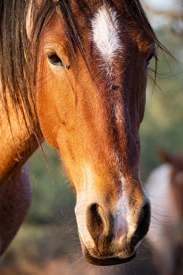 Why the Long Face Photograph by Bonny Puckett