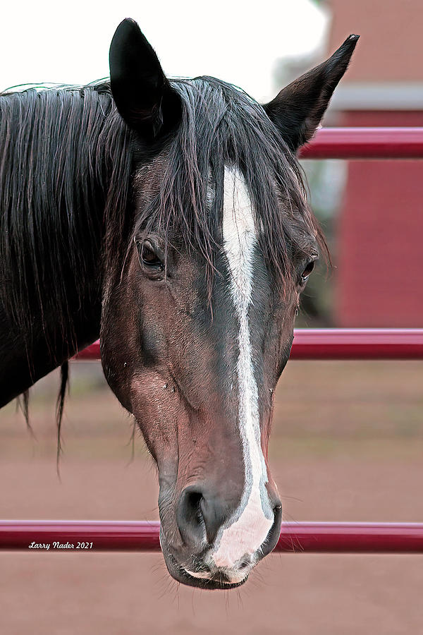 Why The Long Face Photograph by Larry Nader
