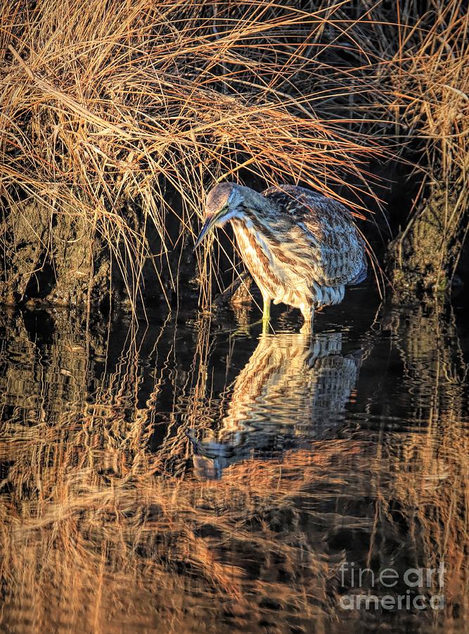 Why, Why Are All Of You Watching Me Photograph by Karen Silvestri Why, Why Are All Of You Watching Me Photograph by Karen Silvestri