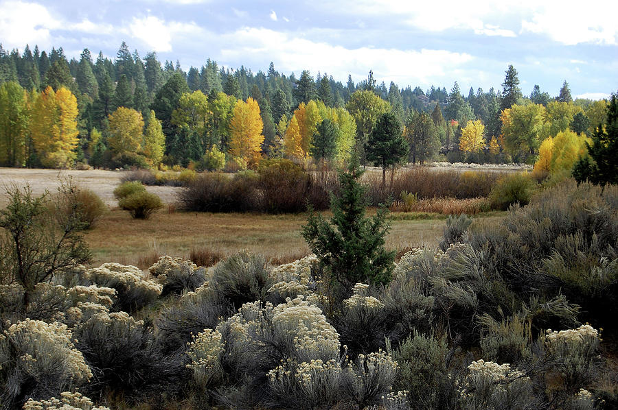 Whychus Creek Walk Photograph by Sherrie Triest - Fine Art America