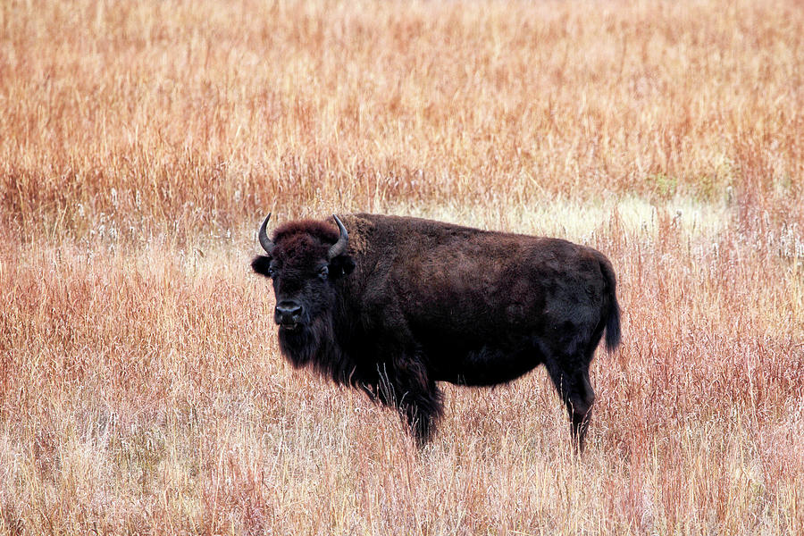 Wichita Mountains Buffalo - Oklahoma - Wildlife Photograph by Jason Politte