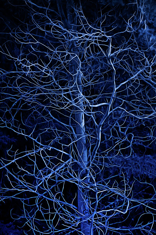 Wicked Blue Trees Photograph by Theresa Tahara