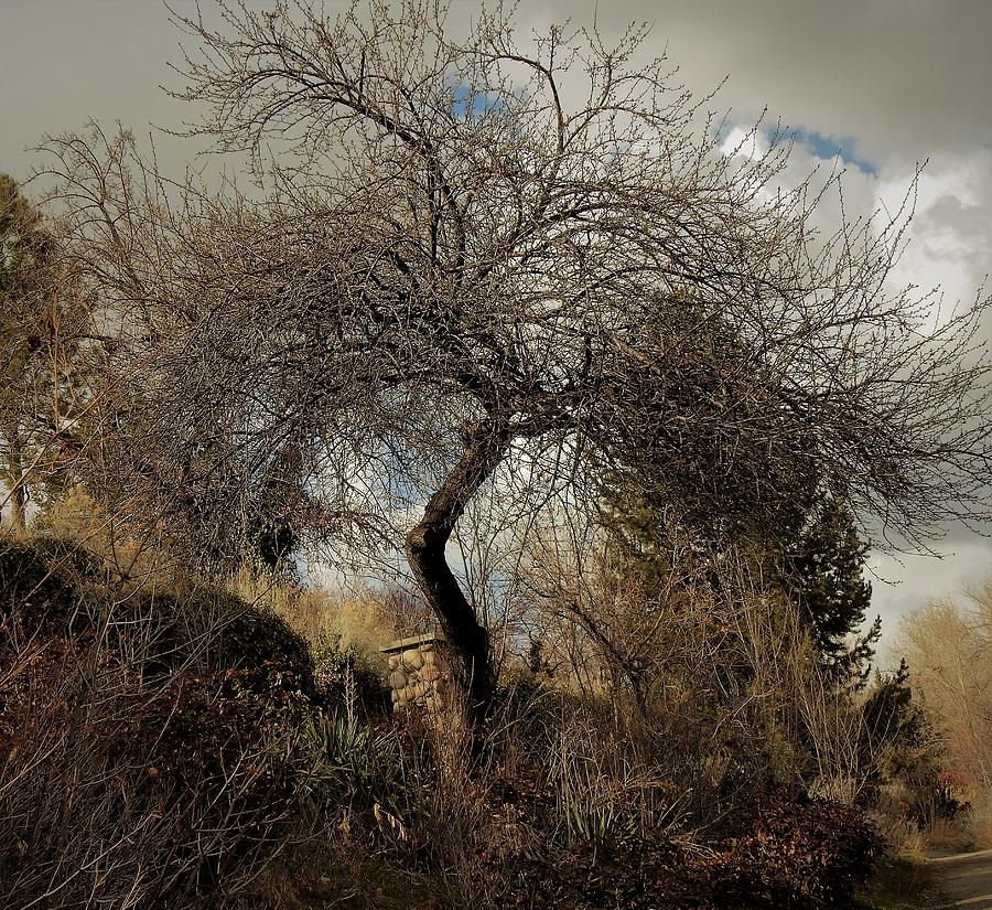 Wicked tree Photograph by Michelle Weeks | Fine Art America