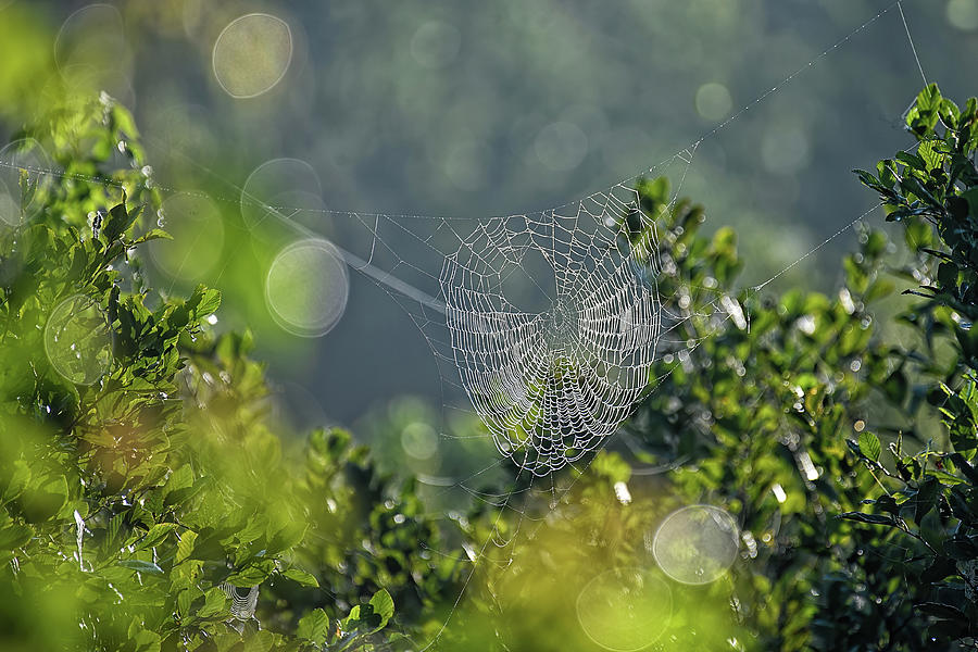 Wicked Web Photograph