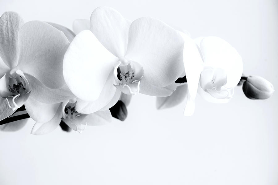 Wicked White Orchid Phalaenopsis Amabilis Flower Petal Photograph by John Williams