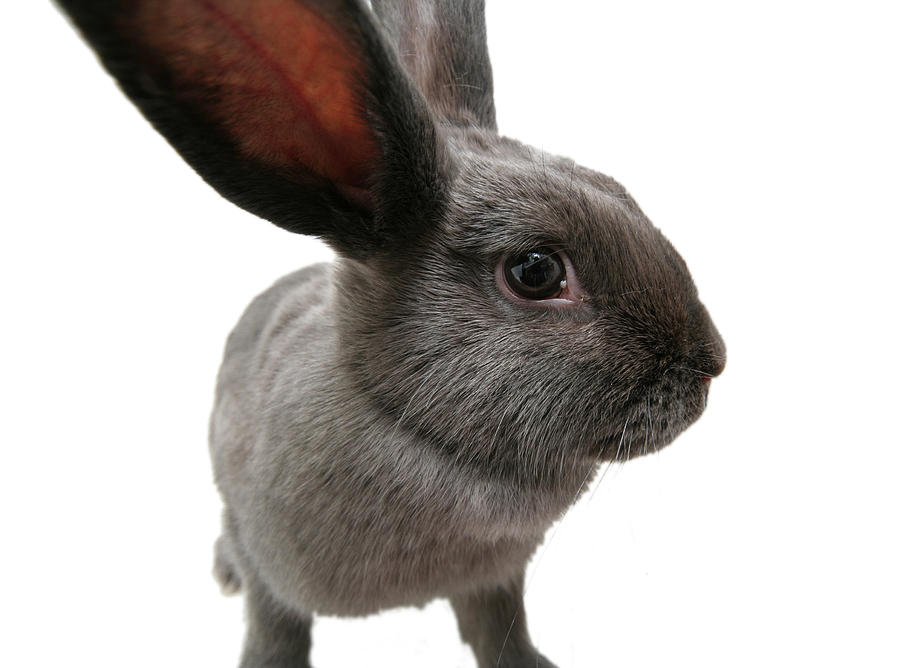 Wide Angle Gray Bunny Rabbit with Copy Space Photograph by RyanJLane
