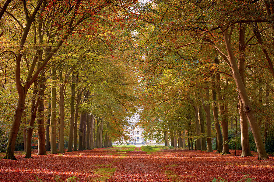 Wide avenue to castle in autumn colours Photograph by Jenco Van Zalk