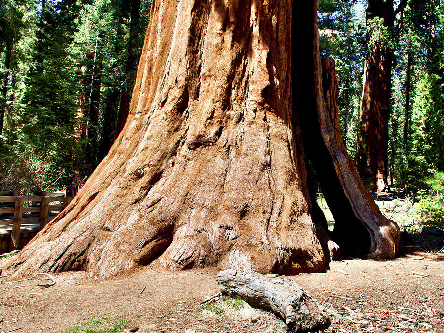 Wide Diameter Base on Sequoia Trees. Sequoia National Park, California. Photograph by Ruth Hager