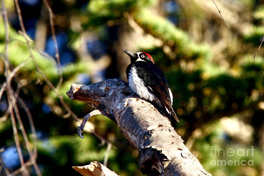 Wide-Eyed Acorn Woodpecker Photograph by Tony Lee