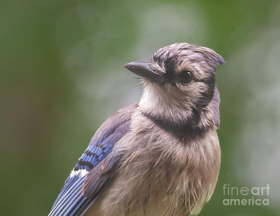 Wide-Eyed Blue Jay Photograph by Chris Scroggins