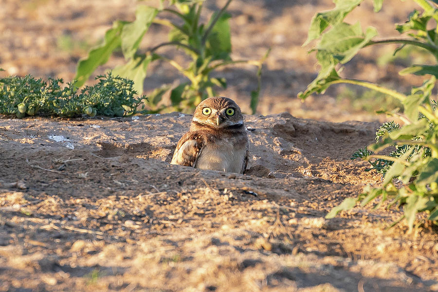 Wide-Eyed Burrowing Owl Owlet Photograph by Tony Hake