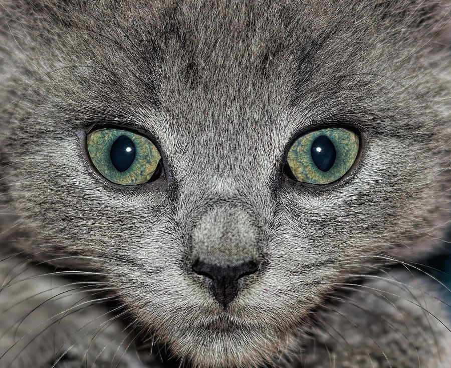 Wide-eyed Kitten Photograph