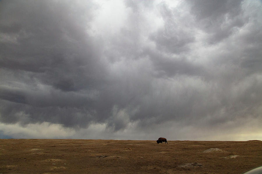 Wide shot of lone buffalo at Theodore Roosevelt National Park in North Dakota Photograph by Eldon McGraw