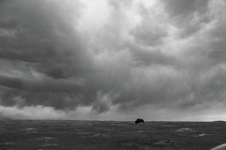 Wide shot of lone buffalo at Theodore Roosevelt National Park in North Dakota in black and white Photograph by Eldon McGraw