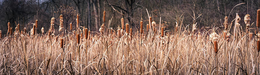 Wide View of Winter Cattails Photograph by Jason Fink