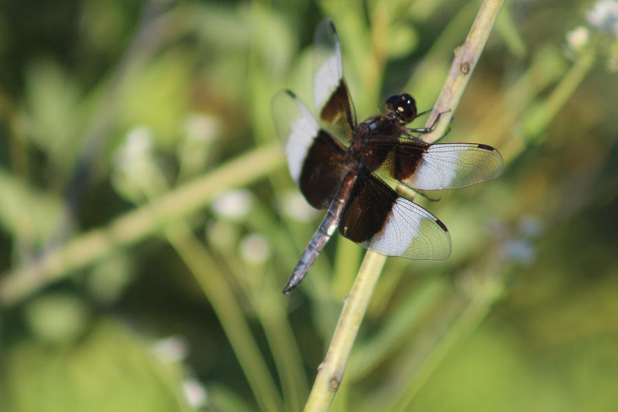Widow Skimmer Photograph - Widow Skimmer by Callen Harty Widow Skimmer Photograph - Widow Skimmer by Callen Harty