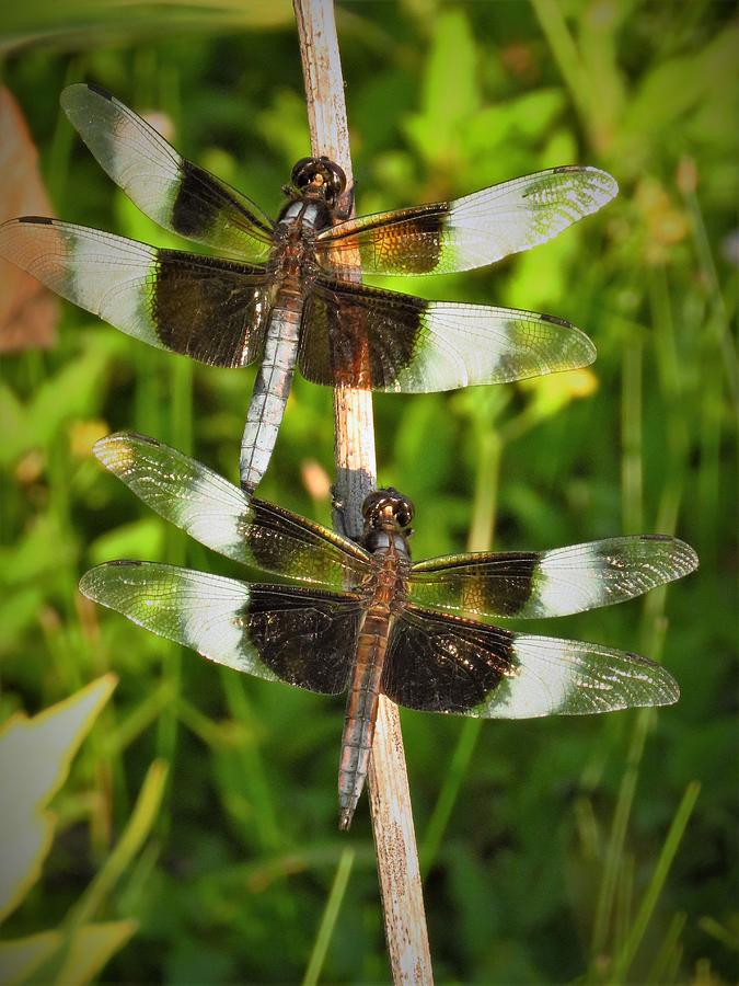 Widow Skimmer Dragonflies  Photograph by Lori Frisch