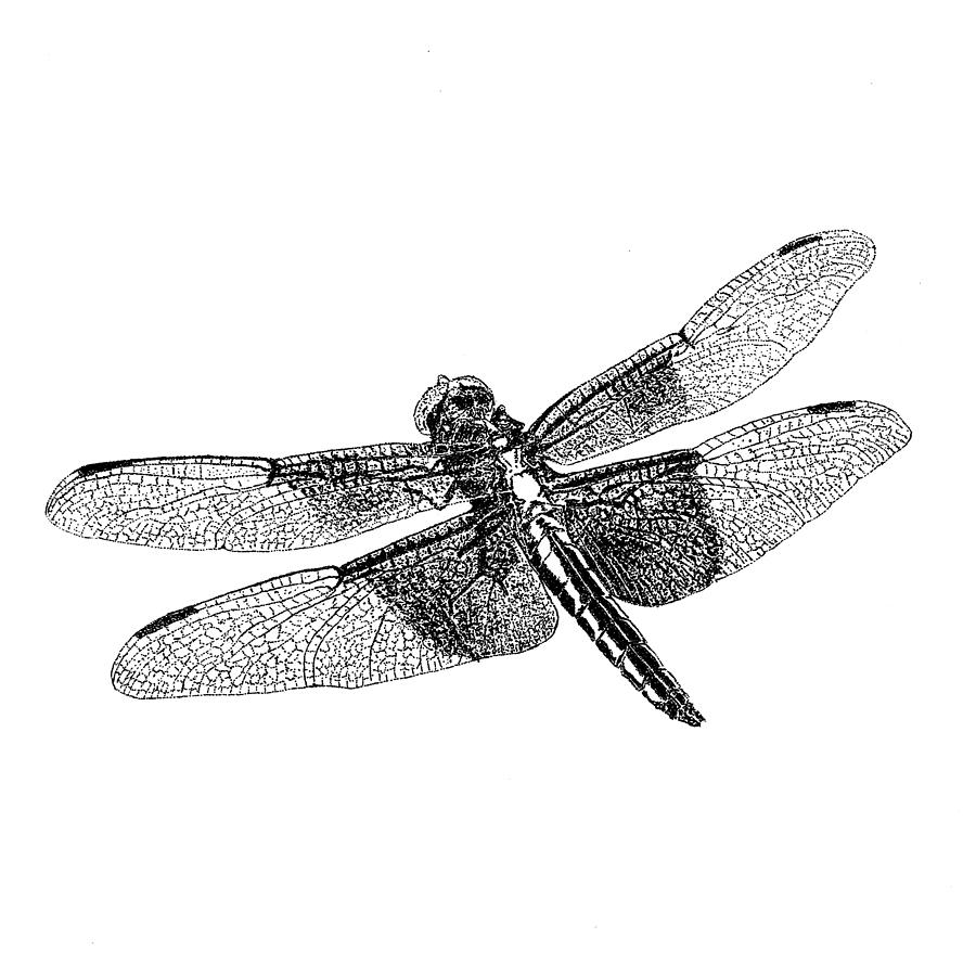 https://images.fineartamerica.com/images/artworkimages/mediumlarge/3/widow-skimmer-dragonfly-james-aceino.jpg