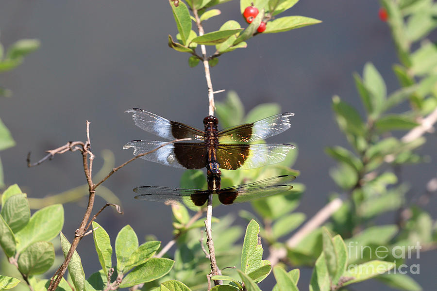Widow Skimmer Dragonfly - mating Photograph by Tom Doud
