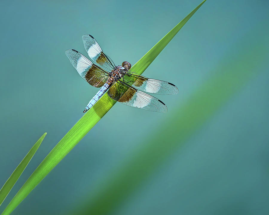 Widow Skimmer - Dragonfly Photograph by Nikolyn McDonald