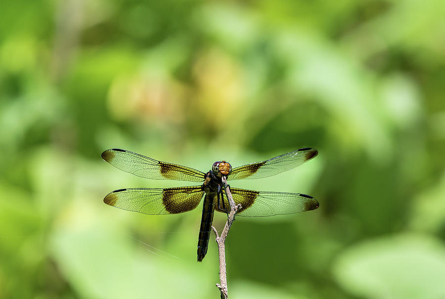 Widow Skimmer Dragonfly on twig with wings spread wide Photograph by