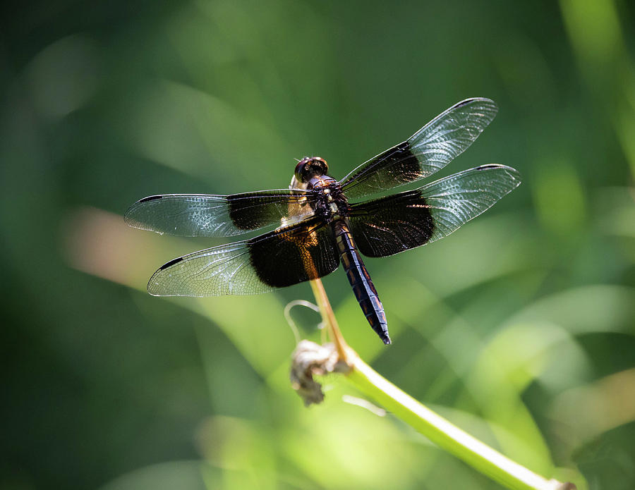 Widow Skimmer Dragonfly Photograph By RM Woods - Fine Art America