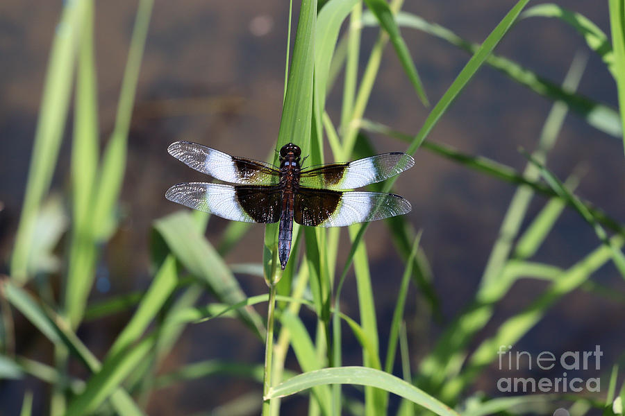 Widow Skimmer Dragonfly Photograph by Tom Doud